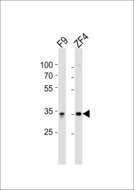 WDR82 / TMEM113 Antibody - Western blot of lysates from mouse F9, Zebrafish ZF4 cell line (from left to right) with WDR82 Antibody. Antibody was diluted at 1:1000 at each lane. A goat anti-rabbit IgG H&L (HRP) at 1:10000 dilution was used as the secondary antibody. Lysates at 20 ug per lane.