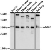 WDR82 / TMEM113 Antibody - Western blot analysis of extracts of various cell lines, using WDR82 antibody at 1:1000 dilution. The secondary antibody used was an HRP Goat Anti-Rabbit IgG (H+L) at 1:10000 dilution. Lysates were loaded 25ug per lane and 3% nonfat dry milk in TBST was used for blocking. An ECL Kit was used for detection and the exposure time was 10s.