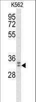 WDR83 Antibody - Western blot of MORG1 Antibody in K562 cell line lysates (35 ug/lane). MORG1 (arrow) was detected using the purified antibody.