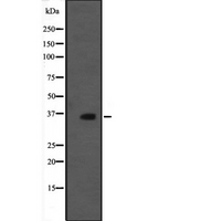 WDR83 Antibody - Western blot analysis of MORG1 expression in rat brain tissue lysate. The lane on the left is treated with the antigen-specific peptide.