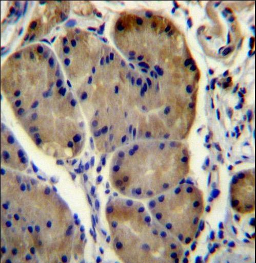 WDR86 Antibody - WDR86 Antibody immunohistochemistry of formalin-fixed and paraffin-embedded human stomach tissue followed by peroxidase-conjugated secondary antibody and DAB staining.