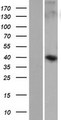 WDR86 Protein - Western validation with an anti-DDK antibody * L: Control HEK293 lysate R: Over-expression lysate