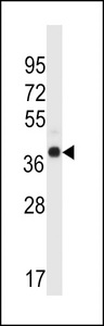 WDR89 Antibody - WDR89 Antibody western blot of human normal Uterus tissue lysates (35 ug/lane). The WDR89 antibody detected the WDR89 protein (arrow).