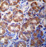 WDR89 Antibody - WDR89 Antibody immunohistochemistry of formalin-fixed and paraffin-embedded human stomach tissue followed by peroxidase-conjugated secondary antibody and DAB staining.