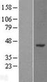 WDR89 Protein - Western validation with an anti-DDK antibody * L: Control HEK293 lysate R: Over-expression lysate