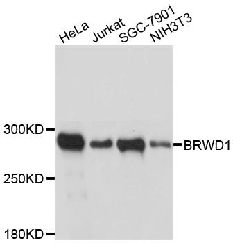 WDR9 / BRWD1 Antibody - Western blot analysis of extracts of various cell lines, using BRWD1 antibody at 1:3000 dilution. The secondary antibody used was an HRP Goat Anti-Rabbit IgG (H+L) at 1:10000 dilution. Lysates were loaded 25ug per lane and 3% nonfat dry milk in TBST was used for blocking. An ECL Kit was used for detection and the exposure time was 5s.
