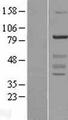 WDR91 Protein - Western validation with an anti-DDK antibody * L: Control HEK293 lysate R: Over-expression lysate