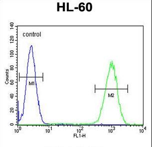 WDR93 Antibody - WDR93 Antibody flow cytometry of HL-60 cells (right histogram) compared to a negative control cell (left histogram). FITC-conjugated goat-anti-rabbit secondary antibodies were used for the analysis.