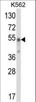 WDSUB1 Antibody - Western blot of WDSUB1 Antibody in K562 cell line lysates (35 ug/lane). WDSUB1 (arrow) was detected using the purified antibody.