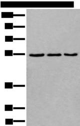 WDSUB1 Antibody - Western blot analysis of 293T NIH/3T3 and K562 cell lysates  using WDSUB1 Polyclonal Antibody at dilution of 1:500