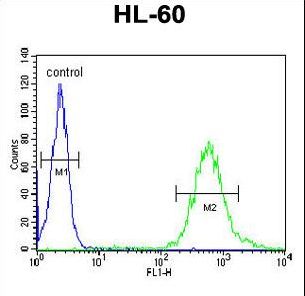 WDTC1 Antibody - WDTC1 Antibody flow cytometry of HL-60 cells (right histogram) compared to a negative control cell (left histogram). FITC-conjugated goat-anti-rabbit secondary antibodies were used for the analysis.