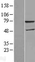 WDTC1 Protein - Western validation with an anti-DDK antibody * L: Control HEK293 lysate R: Over-expression lysate
