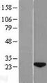 WDYHV1 Protein - Western validation with an anti-DDK antibody * L: Control HEK293 lysate R: Over-expression lysate