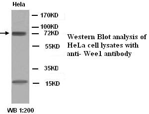 WEE1 Antibody