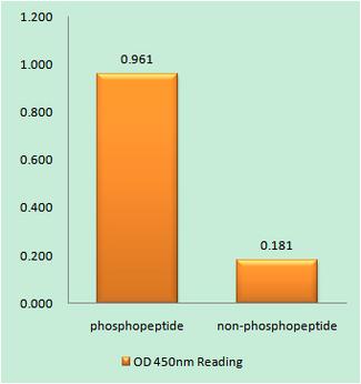 WEE1 Antibody - The absorbance readings at 450 nM are shown in the ELISA figure.