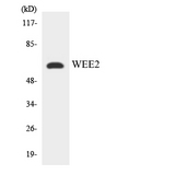 WEE1B / WEE2 Antibody - Western blot analysis of the lysates from K562 cells using WEE2 antibody.