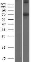WEE1B / WEE2 Protein - Western validation with an anti-DDK antibody * L: Control HEK293 lysate R: Over-expression lysate