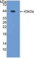 WFDC2 / HE4 Antibody - Western Blot; Sample: Recombinant WFDC2, Human.