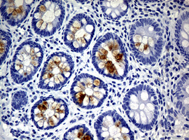 WFDC2 / HE4 Antibody - IHC of paraffin-embedded Human colon tissue using anti-WFDC2 mouse monoclonal antibody. (Heat-induced epitope retrieval by 10mM citric buffer, pH6.0, 120°C for 3min).