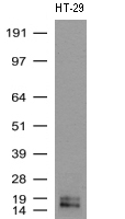 WFDC2 / HE4 Antibody - Western Blot analysis of HT-29 cell lysate. (35µg) by using anti-WFDC2 monoclonal antibody. (Clone UMAB88)