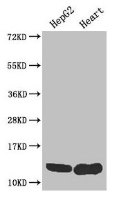 WFDC2 / HE4 Antibody - Western Blot Positive WB detected in: HepG2 cell, Mouse heart All lanes: WFDC2 antibody at 4µg/ml Secondary Goat polyclonal to rabbit IgG at 1/50000 dilution Predicted band size: 13, 9, 12 kDa Observed band size: 13 kDa
