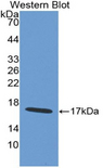 WFDC5 / PRG5 Antibody - Western blot of recombinant WFDC5 / PRG5.