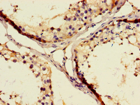 WFDC8 Antibody - Immunohistochemistry of paraffin-embedded human testicular tissue using WFDC8 Antibody at dilution of 1:100