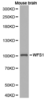 WFS1 Antibody - Western blot of extracts of mouse brain cell lines, using WFS1 antibody.