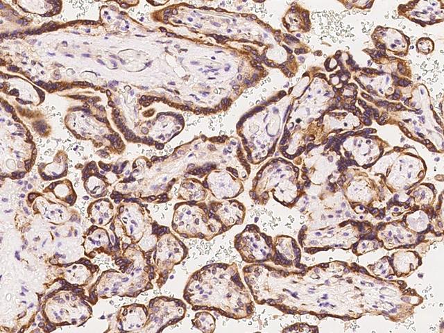 WFS1 Antibody - Immunochemical staining of human WFS1 in human placenta with rabbit polyclonal antibody at 1:100 dilution, formalin-fixed paraffin embedded sections.