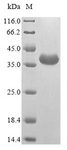 Alpha-Gliadin Protein - (Tris-Glycine gel) Discontinuous SDS-PAGE (reduced) with 5% enrichment gel and 15% separation gel.