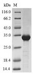 Trypsin/alpha-amylase inhibitor CMX2 Protein - (Tris-Glycine gel) Discontinuous SDS-PAGE (reduced) with 5% enrichment gel and 15% separation gel.