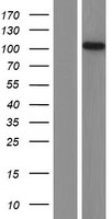 WHRN Protein - Western validation with an anti-DDK antibody * L: Control HEK293 lysate R: Over-expression lysate