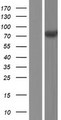 WHSC1 / NSD2 Protein - Western validation with an anti-DDK antibody * L: Control HEK293 lysate R: Over-expression lysate