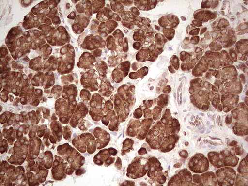 WIBG Antibody - Immunohistochemical staining of paraffin-embedded Human pancreas tissue within the normal limits using anti-WIBG mouse monoclonal antibody. (Heat-induced epitope retrieval by 1 mM EDTA in 10mM Tris, pH8.5, 120C for 3min,