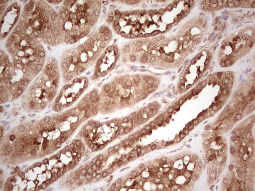 WIBG Antibody - Immunohistochemical staining of paraffin-embedded Human Kidney tissue within the normal limits using anti-WIBG mouse monoclonal antibody. (Heat-induced epitope retrieval by 1 mM EDTA in 10mM Tris, pH8.5, 120C for 3min,