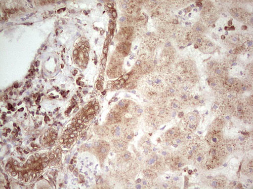 WIBG Antibody - Immunohistochemical staining of paraffin-embedded Human liver tissue within the normal limits using anti-WIBG mouse monoclonal antibody. (Heat-induced epitope retrieval by 1 mM EDTA in 10mM Tris, pH8.5, 120C for 3min,