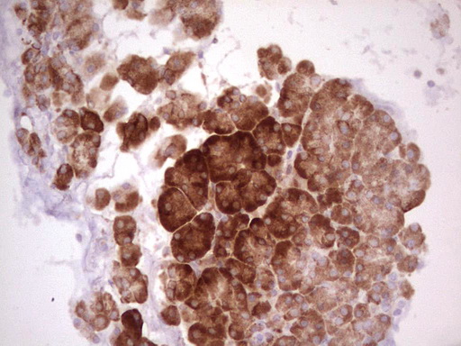 WIBG Antibody - IHC of paraffin-embedded Human pancreas tissue using anti-WIBG mouse monoclonal antibody. (Heat-induced epitope retrieval by 1 mM EDTA in 10mM Tris, pH8.5, 120°C for 3min).