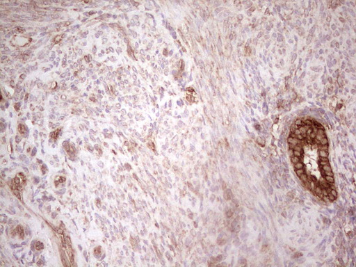 WIBG Antibody - IHC of paraffin-embedded Human endometrium tissue using anti-WIBG mouse monoclonal antibody. (Heat-induced epitope retrieval by 1 mM EDTA in 10mM Tris, pH8.5, 120°C for 3min).