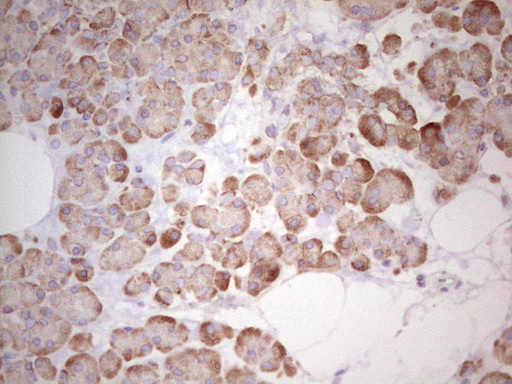 WIBG Antibody - Immunohistochemical staining of paraffin-embedded Human pancreas tissue within the normal limits using anti-WIBG mouse monoclonal antibody. (Heat-induced epitope retrieval by 1 mM EDTA in 10mM Tris, pH8.5, 120C for 3min,