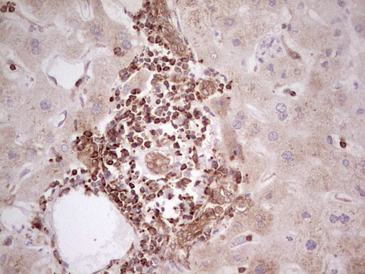 WIBG Antibody - IHC of paraffin-embedded Human liver tissue using anti-WIBG mouse monoclonal antibody. (Heat-induced epitope retrieval by 1 mM EDTA in 10mM Tris, pH8.5, 120°C for 3min).