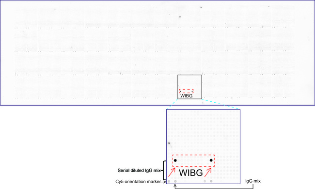 WIBG Antibody - OriGene overexpression protein microarray chip was immunostained with UltraMAB anti-WIBG mouse monoclonal antibody. The positive reactive proteins are highlighted with two red arrows in the enlarged subarray. All the positive controls spotted in this subarray are also labeled for clarification. (1:100)