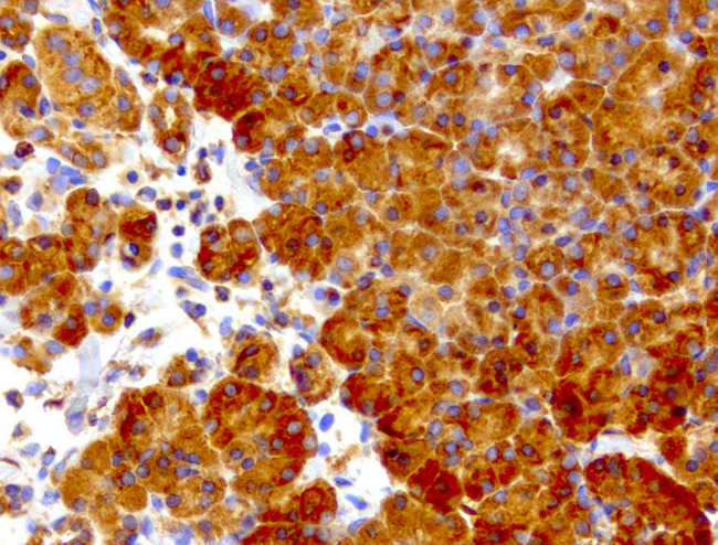 WIBG Antibody - Immunohistochemical staining of paraffin-embedded pancreas with mouse anti-WIBG clone UMAB207 1:400 of 1mg/mL using HIER TEE pH9.0 [GBI Labs B21-Tris/EDTA HIER]. Expression of WIBG is cytoplasmic.