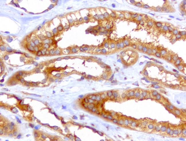 WIBG Antibody - Immunohistochemical staining of paraffin-embedded kidney with mouse anti-WIBG clone UMAB207 1:400 of 1mg/mL using HIER TEE pH9.0 [GBI Labs B21-Tris/EDTA HIER]. Expression of WIBG is cytoplasmic.