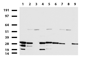 WIBG Antibody - Western blot of cell lysates. (35ug) from 9 different cell lines. (1: HepG2, 2: HeLa, 3: SV-T2, 4: A549. 5: COS7, 6: Jurkat, 7: MDCK, 8: PC-12, 9: MCF7).