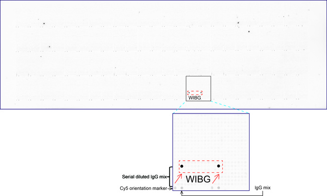 WIBG Antibody - OriGene overexpression protein microarray chip was immunostained with UltraMAB anti-WIBG mouse monoclonal antibody. The positive reactive proteins are highlighted with two red arrows in the enlarged subarray. All the positive controls spotted in this subarray are also labeled for clarification.