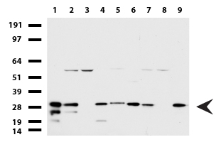 WIBG Antibody - Western blot of cell lysates. (35ug) from 9 different cell lines. (1: HepG2, 2: HeLa, 3: SV-T2, 4: A549. 5: COS7, 6: Jurkat, 7: MDCK, 8: PC-12, 9: MCF7). Diluation: 1:500