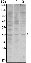 WIF1 Antibody - Western blot using WIF1 mouse monoclonal antibody against HeLa (1), NIH/3T3 (2) and NTERA-2 (3) cell lysate.