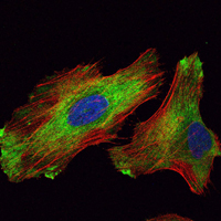 WIF1 Antibody - Immunofluorescence of HeLa cells using WIF1 mouse monoclonal antibody (green). Red: Actin filaments have been labeled with Alexa Fluor-555 phalloidin.