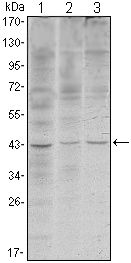 WIF1 Antibody - WIF1 Antibody in Western Blot (WB)