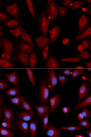 WIF1 Antibody - Immunofluorescence analysis of U20S cells.
